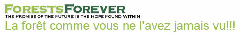 Forest Forever